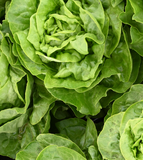 landing page hero lettuce