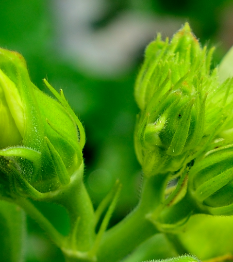 landing page hero okra