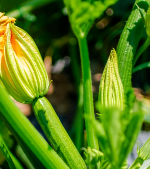 landing page hero zucchini