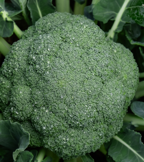 landing page hero broccoli