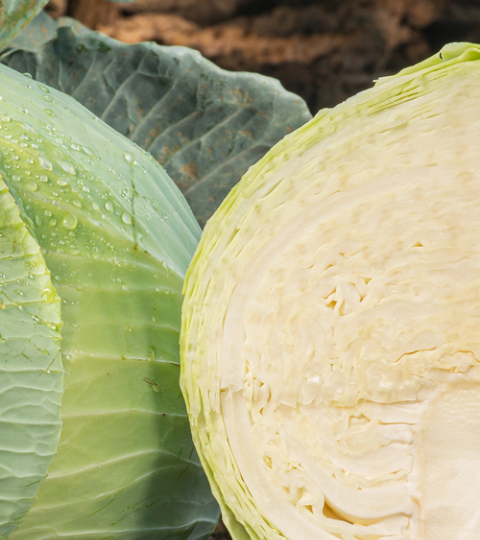 landing page hero cabbage