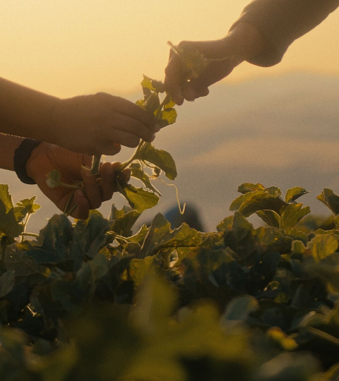 Silhouetted couple holding hands in a sunlit field at sunset