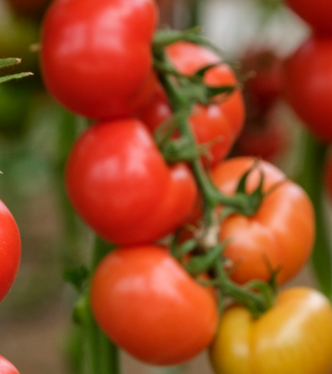 Ripe red and orange tomatoes growing on green vines in a garden
