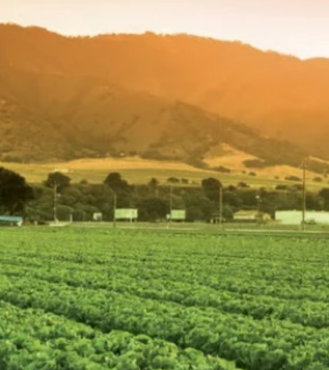 Green crop rows in a sunlit field with distant hills at sunset