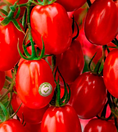 Racimo de bayas rojas brillantes en una rama, fondo desenfocado rojo y verde