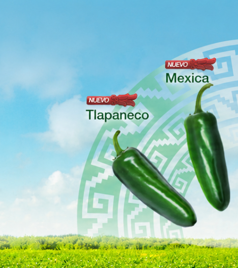 Mapa de México con tres chiles verdes; cielo azul y campo verde al fondo.