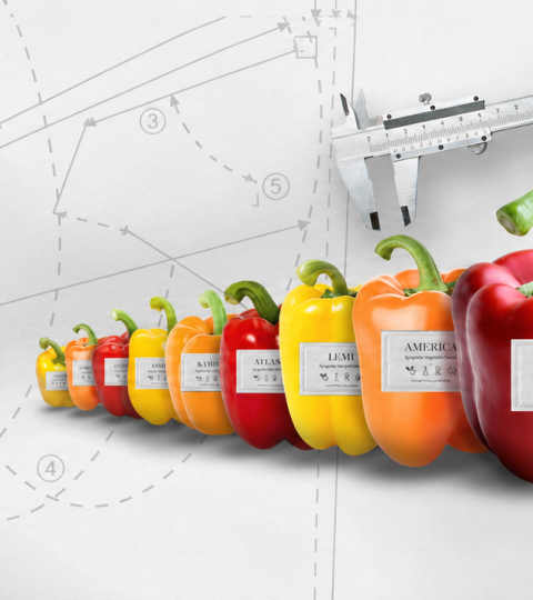 Fila de pimientos de colores con etiquetas, sobre fondo de planos técnicos