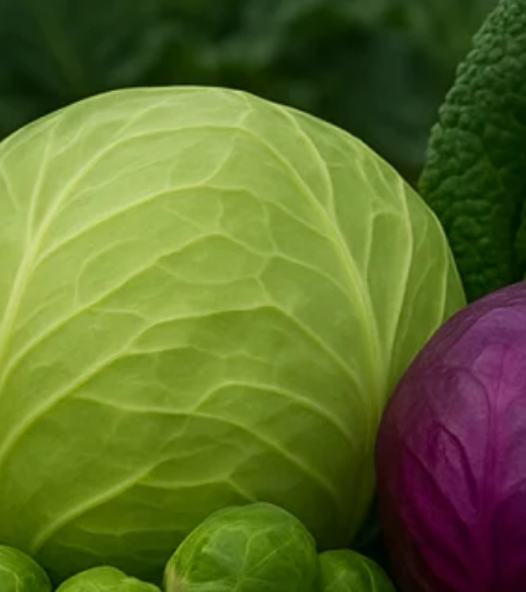 Assorted vegetables including cauliflower, cabbage, purple cabbage, and lettuce on a table