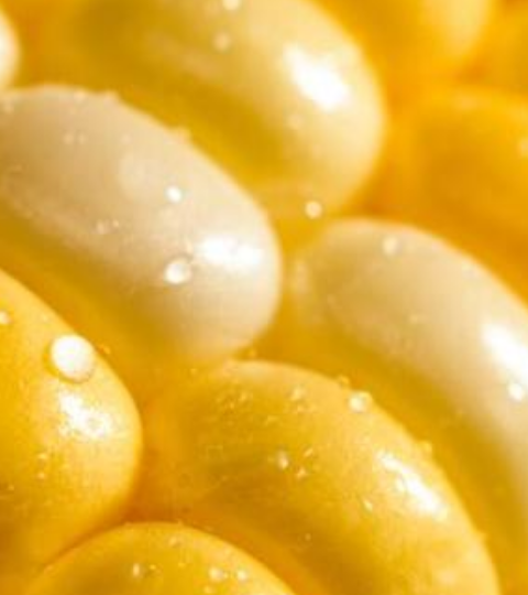 Close-up photo of yellow corn kernels on the cob