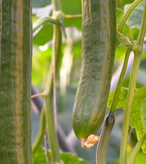 Green leaves and hanging bean pods on a trellis in a garden