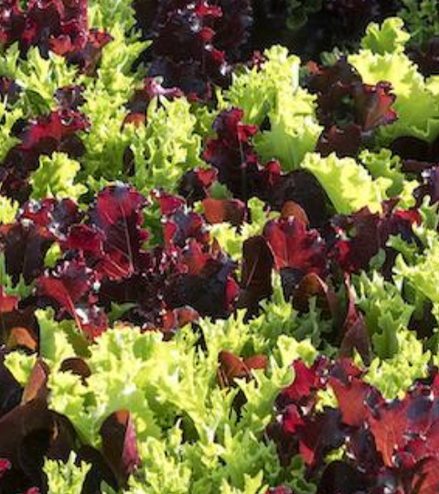 Close-up of dense red and green leafy plants in a garden bed