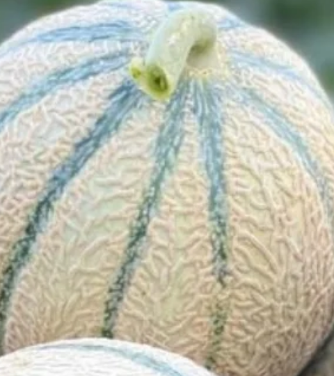 Three netted melons with pale green stripes in a row outdoors