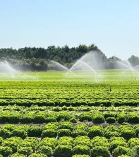 Irrigation sprinklers spraying over green crop rows in a sunny field