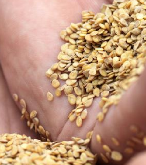 Close-up photo of hands holding grains of golden wheat