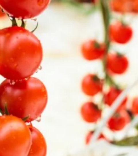 Rows of ripe red tomatoes on the vine in a greenhouse
