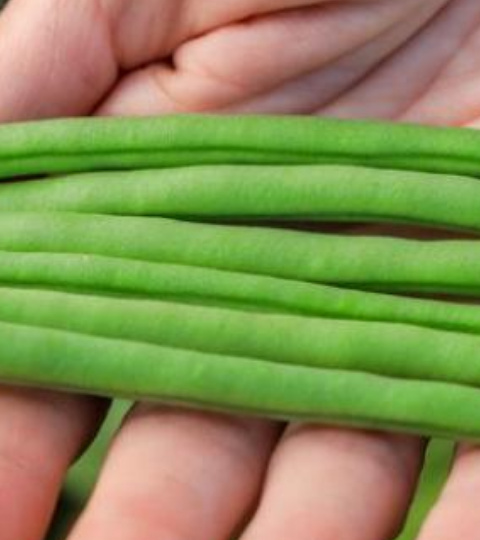 Hand holding fresh green beans against leafy background