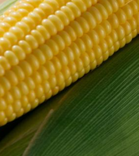 Close-up photo of an ear of corn on green husks