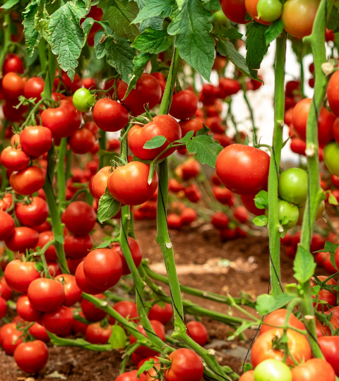 Rows of ripe red cherry tomatoes growing on vines in a greenhouse