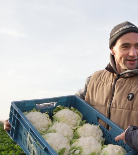 Two men in a field holding a crate of cauliflower, smiling