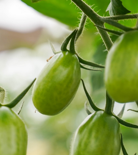 Green unripe tomatoes hanging on the vine in a garden