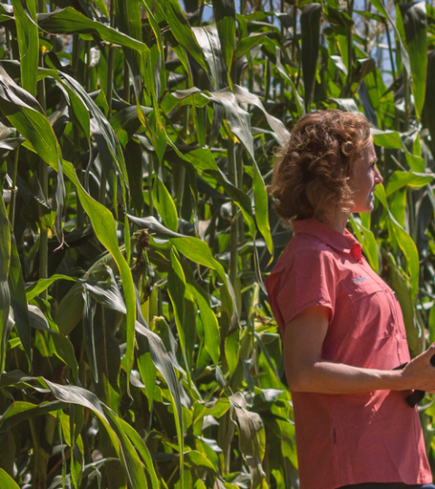 Man and girl standing in a tall cornfield on a sunny day