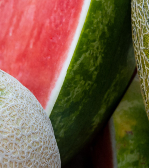Assorted melons on a table: cantaloupe, watermelon, honeydew, and netted melon