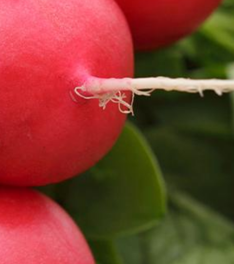 Close-up of red radishes with green leaves on a light surface