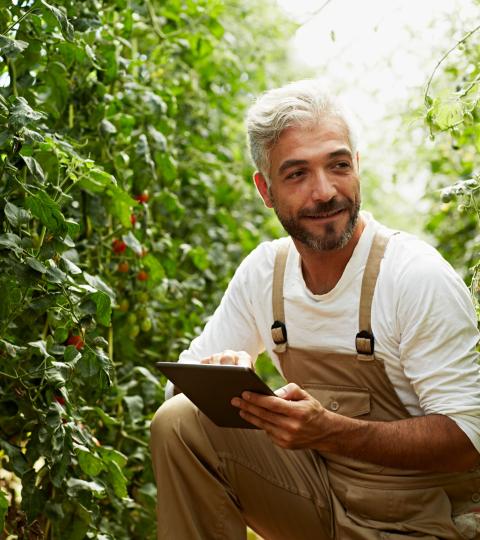 Farmer crouching in a greenhouse aisle, holding a tablet among tomato plants
