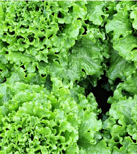 Greece Salads Event 2026