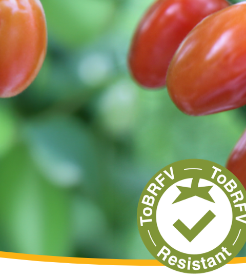 Graphic banner with red coffee cherries on a branch and a checkmark icon