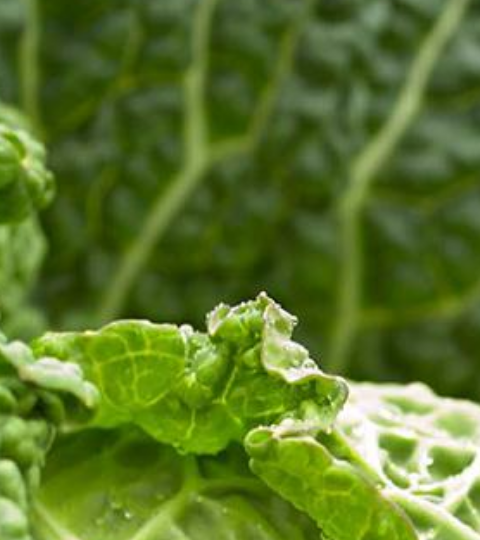 Close-up of green leafy plants with pale speckles in a garden