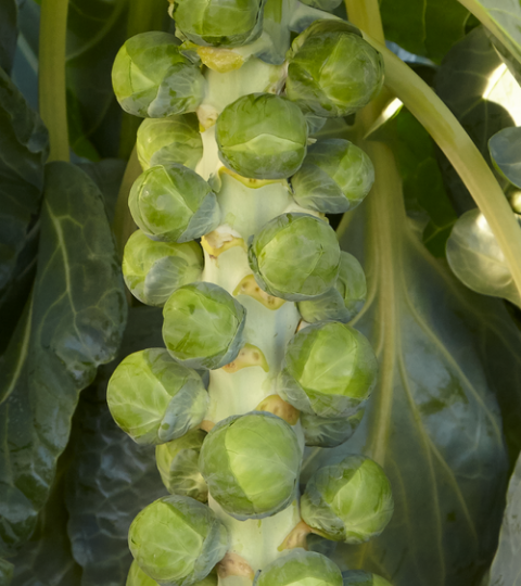 Brussels sprouts growing on a stalk with large green leaves