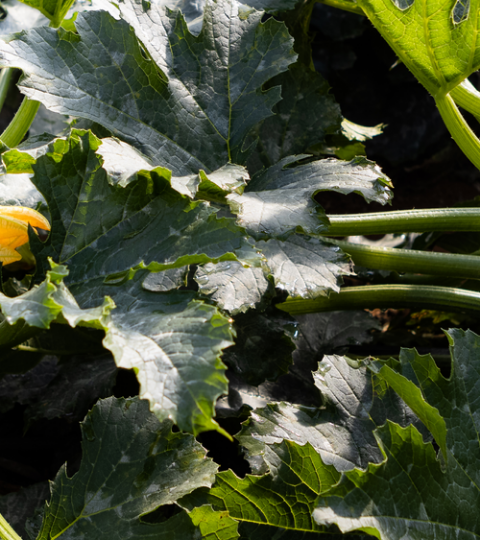 Green zucchini growing among leafy vines