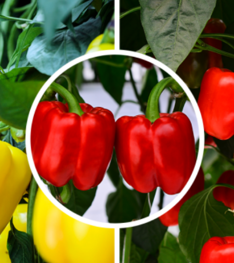 Collage of bell peppers in red, yellow, and green hanging on plants