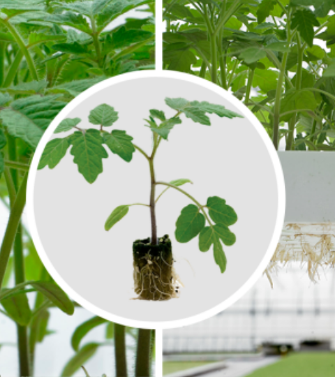 Three garden photos showing leafy plants, a plant in a circle, and potted seedlings