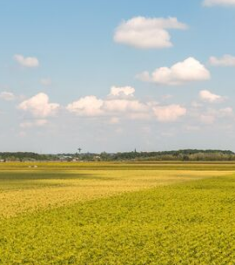 Wide grassy field under a blue sky with scattered clouds