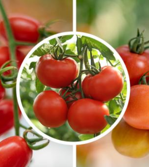 Close-up of ripe red tomatoes on the vine in a greenhouse