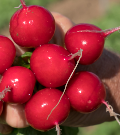 Hand holding a bunch of radish against green grass background