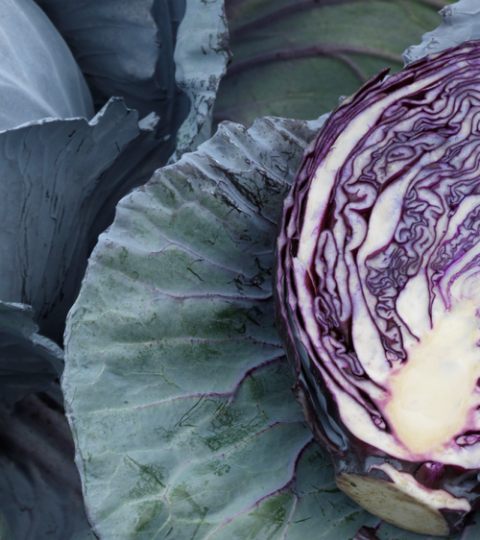 Purple cabbage cut in half among green cabbage leaves