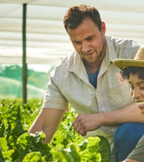 Two people in hats examining plants inside a greenhouse, rows of green crops behind them