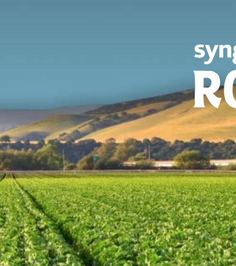 Green romaine lettuce field under blue sky, with “syngeta ROMAINE” text overlay