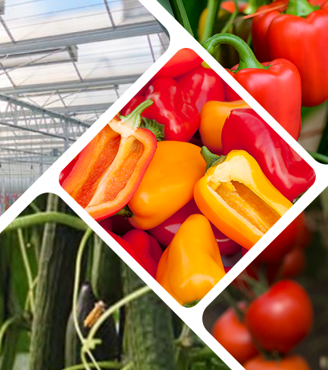 Greenhouse rows with pepper plants and a collage of colorful peppers and tomatoes
