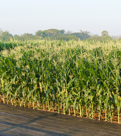 Rural road beside a tall cornfield under a clear sky