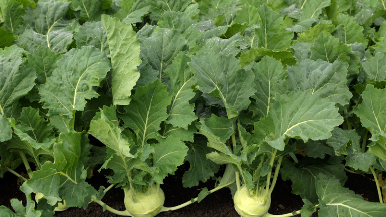 webimage-Bogart_SGK0008_NL_Kohlrabi_2019-2-jpg.png