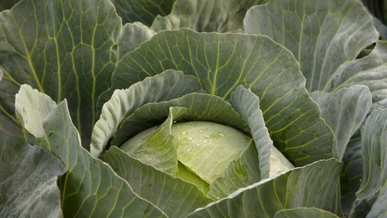 webimage-Terminator_SGW0247_NL_White-Cabbage_2019-3-jpg.png