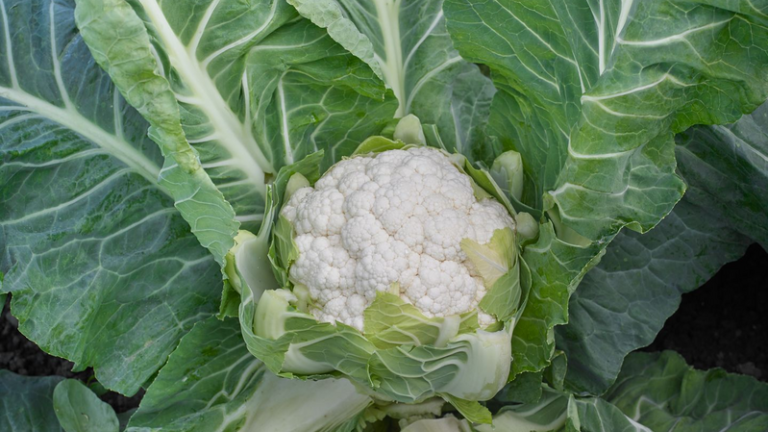 webimage-JAVA-SGC3083-NL-53111-Cauliflower-jpg.png