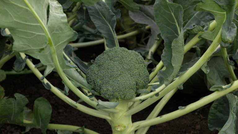 webimage-Broccoli-SGD15-0096-15131.png