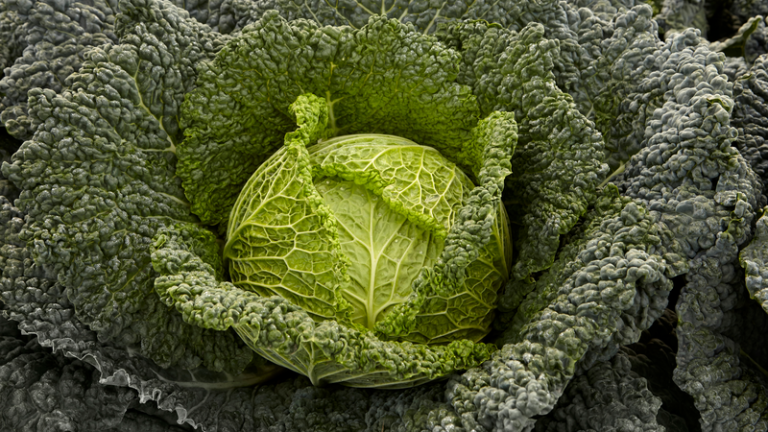 webimage-Savoy-Cabbage-Milandina-SGS0362-2973.png