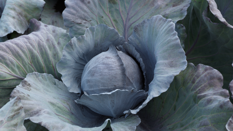 webimage-Red-Cabbage-SGX0084-14831.png