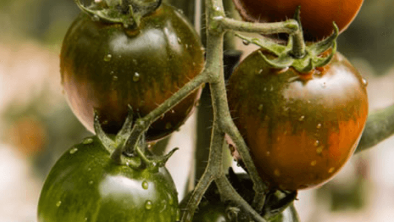 il camone tomato